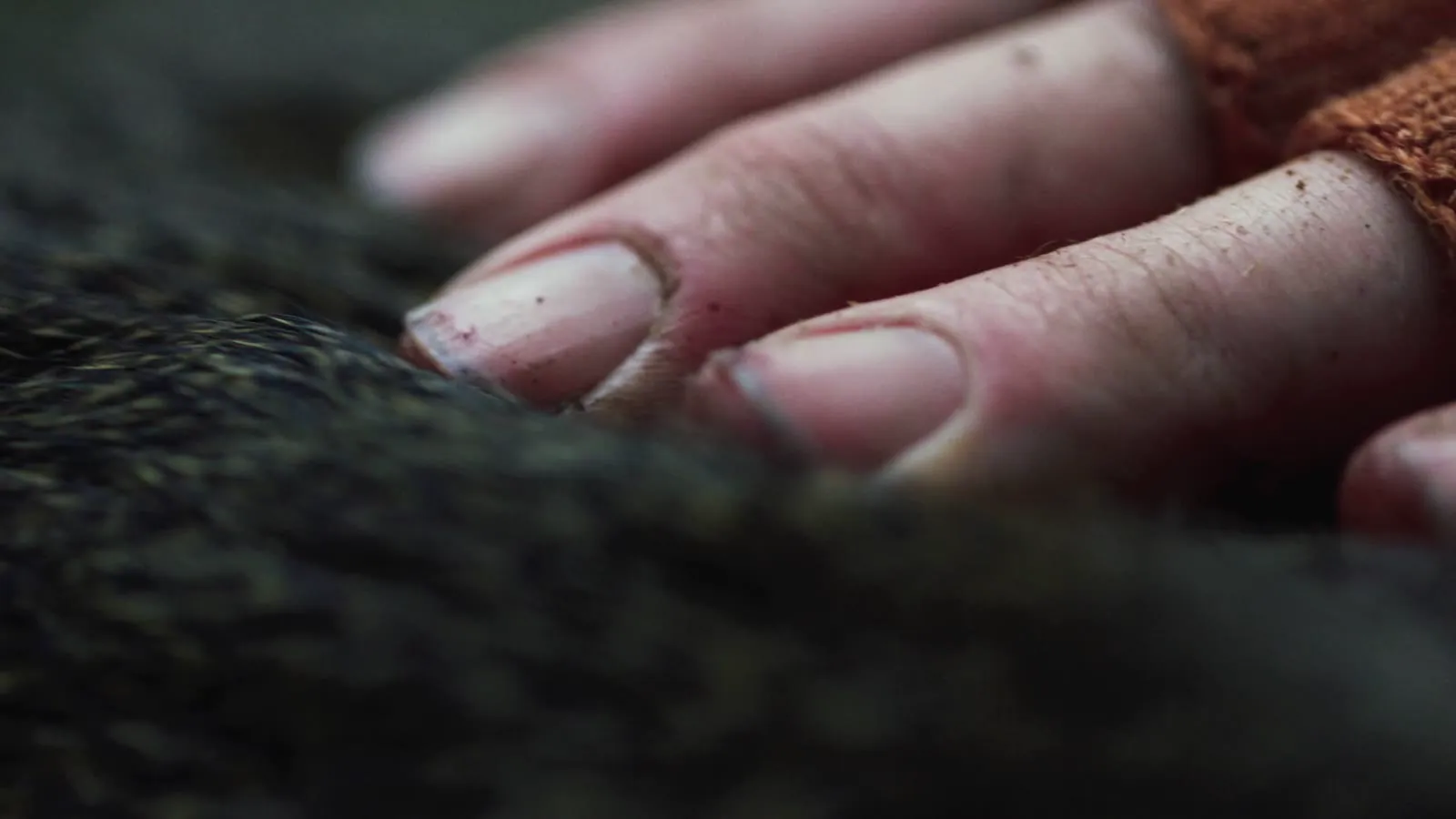 Omen Stormshelter film, fog over the forest canopy